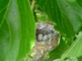Humming bird nest March 23 2007