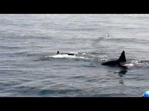 killer whale