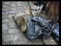Street Cats of Istanbul