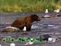 I am bear, don't mess with me