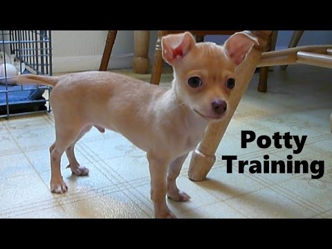 how to potty a house how to potty a chihuahua puppy chihuahua potty tips house how to potty a house how to potty a chihuahua puppy chihuahua potty tips house