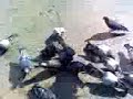 Pigeons