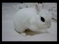 Dwarf Hotot Dwarf Hotot