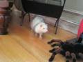 Jamie the Ferret VS Robo Tarantula