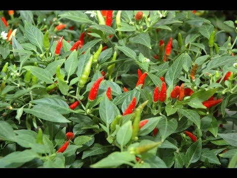 how to fertilize chili peppers