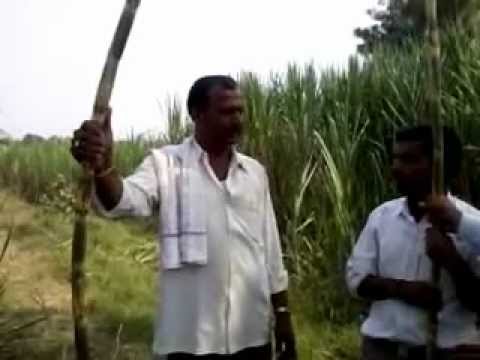 how to fertilize sugar cane