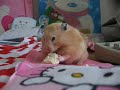Chmurka Princess of Tofu