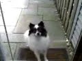 RAMBUNCTIOUS CLYDE