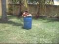 videos de Azarrr