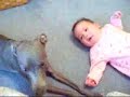 DOG OUT CRIES CRYING BABY DOG OUT CRIES CRYING BABY