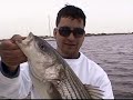 30lb Striped Bass in the bay / NY Friends of Old School catching some good Stripers.