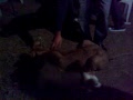 my pets