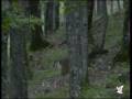 Male sub-adult and adult of Fallow deer