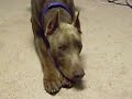 New Doberman Puppies New Doberman Puppies