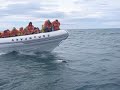 dolphins~ 9