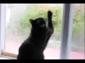 My Cat Sombra\