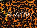 sjenica-turnir eli