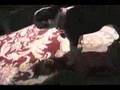 Boston Terrier video