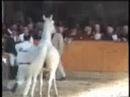 Cardento mov. 06