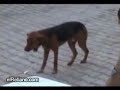 German Shepherd Dog K9 is dancing Kurdish Halay German Shepherd Dog K9 is dancing Kurdish Halay