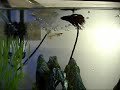 The adventures of Edward the Crowntail Betta
