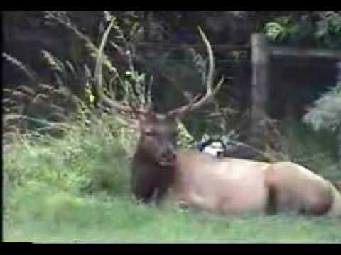 Dog Befriends Wild Elk
