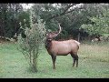 Dog Befriends Wild Elk