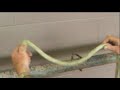 How to Tie a Highline Knot, as seen on eXtension How to Tie a Highline Knot, as seen on eXtension