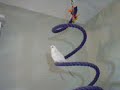 minou-has-a-little-secret.html