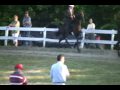 Tennessee Walking Horse Show 2 year Old Mares and Geldings Tennessee Walking Horse Show 2 year Old Mares and Geldings
