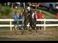 Tennessee Walking Horse Show 2 year Old Mares and Geldings