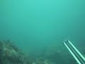 pesca sub basso fondo\"Spigole Schizzate!\" pesca sub basso fondo\"Spigole Schizzate!\"