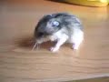 Bebés hamsters Bebés hamsters