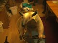 The anteater beind the curtain