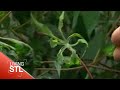 KETC | Living St. Louis | Danforth Plant Science Center