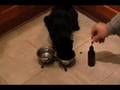 videos de Cat Training Made Simple
