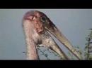 Marabou Storks Eating, Grooming, Mating & Generaly Brooding Marabou Storks Eating, Grooming, Mating & Generaly Brooding