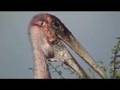 Marabou Storks Eating, Grooming, Mating & Generaly Brooding