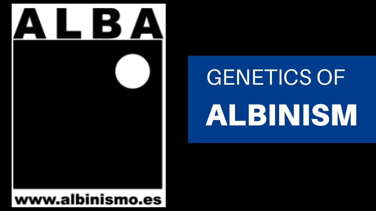 Genetics of albinism - ALBA