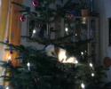 Meine Katze im Weihnachtsbaum