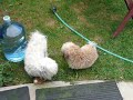 Desi Havanese Rescue foster puppy
