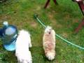 Bichón Habanero video