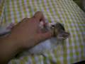 ゴロゴロ子猫