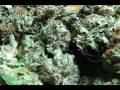 A VIDEO OF MY PURPLE KUSH AND MASTER OG KUSH NUGS... OH GOD!!!