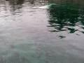 Beautiful Beluga Whales @ The Mystic Aquarium with Mike and Sera