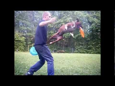 staffie