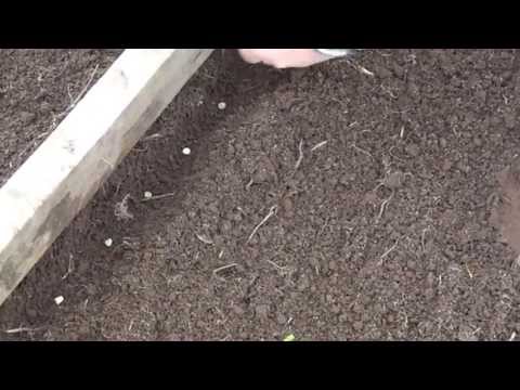 how to grow sugar snap peas in az