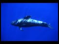 Wale vor der K�ste von Teneriffa