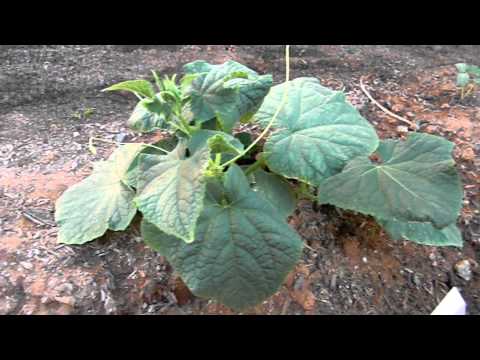 how to get rid whitefly