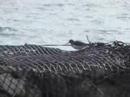 Shrinking of the Grey Heron